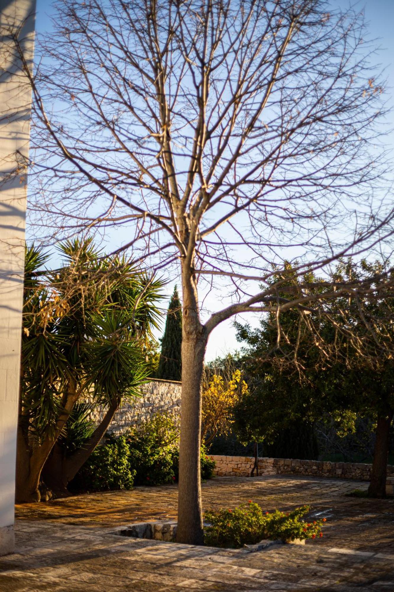 Masseria Del Crocifisso ポリニャーノ・ア・マーレ エクステリア 写真