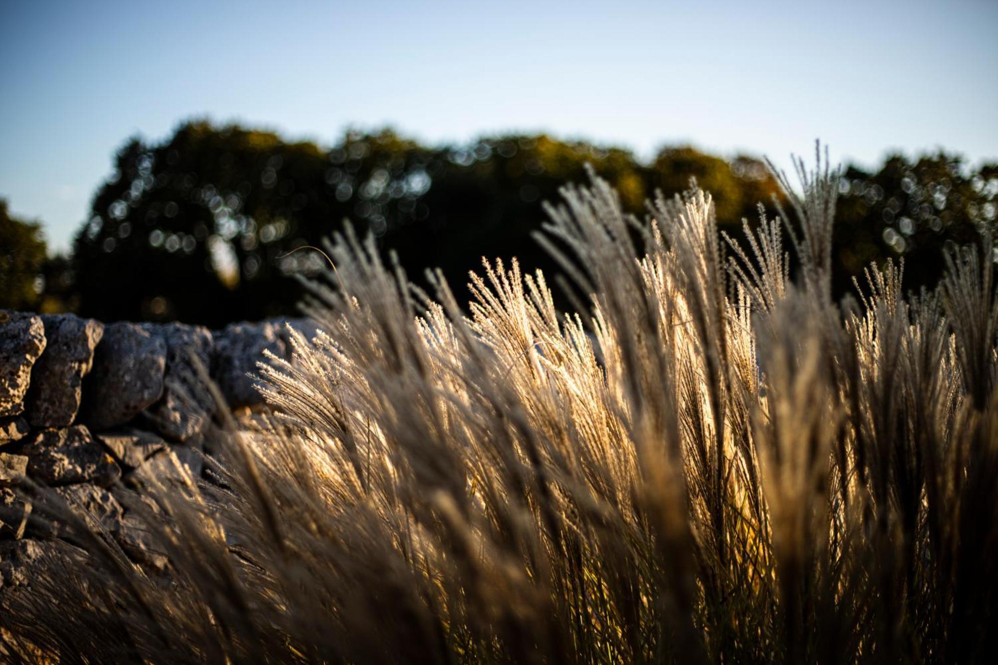 Masseria Del Crocifisso ポリニャーノ・ア・マーレ エクステリア 写真